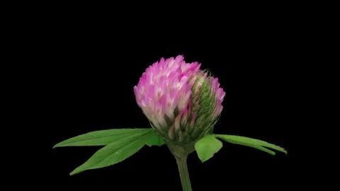 Time Lapse of flowering Clover on black background. Spring timelapse of Clover Stock Footage 314090546