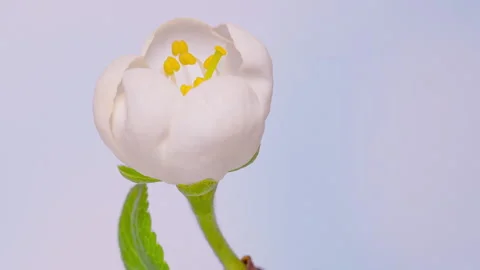 Time Lapse flowering flowers of cherry plum Stock Footage 168927964