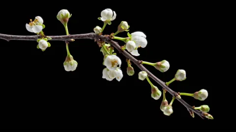 Time Lapse flowering flowers of cherry plum Stock Footage 171830022