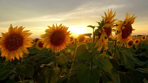 Time lapse with flowering sunflowers on a background sunset, motorized slider 库存影片 52449324