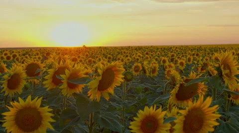 Time lapse with flowering sunflowers on a background sunset, motorized slider 스톡 동영상 52449971