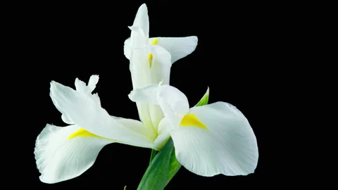 Time lapse of flowering white iris on a black background, beautiful white flower Stock Footage 148033763