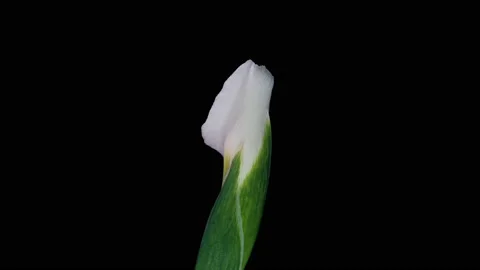 Time lapse of flowering white iris on a black background, beautiful white flower Stock Footage 150729755