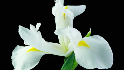 Time lapse of flowering white iris on a black background, beautiful white flower Stock Footage 156572047