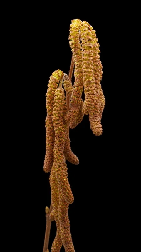 Time Lapse of flowering yellow hazelnut catkins on black background. Spring Stock Footage 314090662