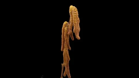 Time Lapse of flowering yellow hazelnut catkins on black background. Spring Stock Footage 314090690