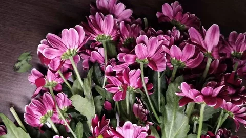 Time Lapse Flowers 4K Stockbeeldmateriaal 116055454