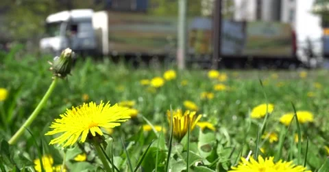 Time lapse of flowers and traffic Stock Footage 62431444