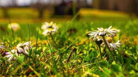 Time-lapse of flowers opening and closing with sunrise and sunset Stock Footage 308770847