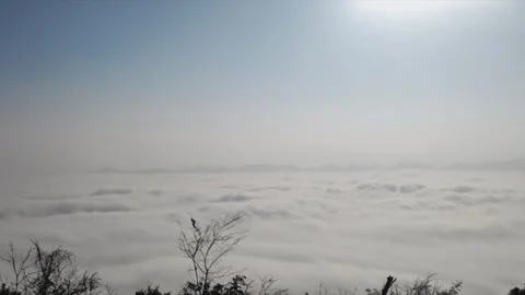 Time-lapse of Flowing White Sea of Clouds with Tree Silhouettes in Mist. Stock Footage 327766079