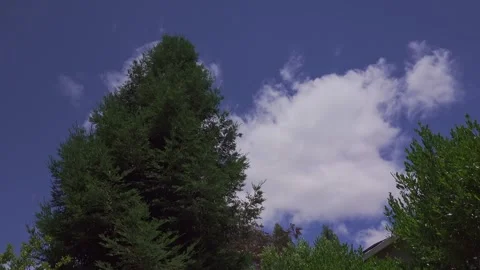 Time lapse of fluffy white clouds moving behind a redwood 스톡 동영상 337811298