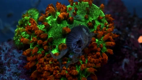 Time lapse of fluorescent anemone feeding on shrimp on coral reef Stock Footage 165818364