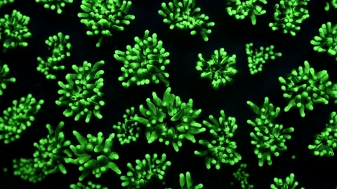 Time lapse of fluorescent corals on a reef at night 库存影片 165818475