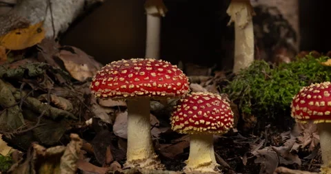 Time lapse of Fly Agaric (Amanita muscaria) growing in forest Stock Footage 233008236