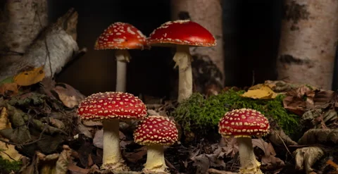 Time lapse of Fly Agaric (Amanita muscaria) growing in forest Stock Footage 233013899