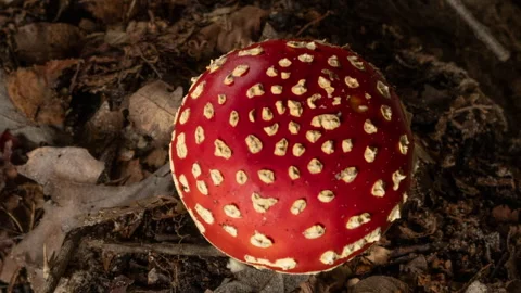 Time lapse of fly agaric in forest as seen from top Stock Footage 286981259