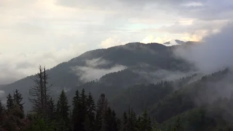 Time lapse fog and clouds drifting through pine forests across Alaska and the Stock Footage 333769812