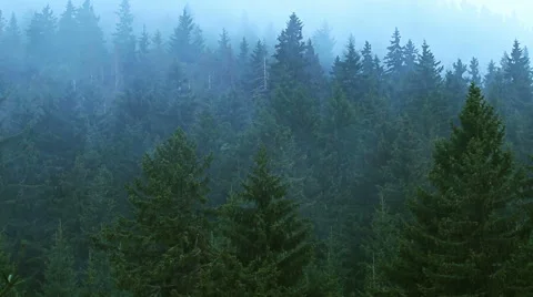Time lapse of fog rolling in over the hills with pine tree forest Stock Footage 54708294