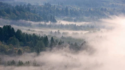 Time Lapse of fog rolling over evergreen trees in Sandy Oregon at sunrise UHD Stock Footage 162473913
