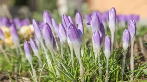 Time lapse footage of blossoming saffron Stock Footage