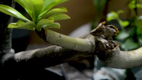 Time lapse footage captures the budding of a desert rose plant, showcasing .. 스톡 동영상 320995956