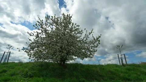 Time lapse footage of cherry tree covered. Stock Footage 130558251