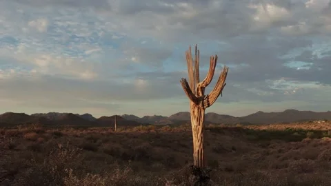 Time-Lapse Footage Featuring Dead Saguaro Cactus From Climate Change In AZ Stock Footage 339594998