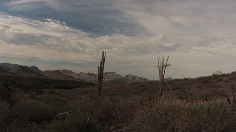 Time-Lapse Footage Featuring Dead Saguaro Cactus From Extreme Heat &amp; Drought Stock Footage 344766710