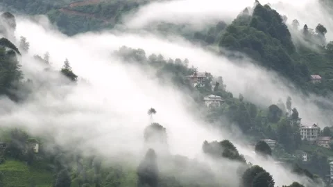 Time-Lapse Footage of Fogs Moving Through Trees Video stock 332927698