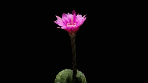 Time lapse footage of red cactus flower growing blossom Stock Footage 207642601