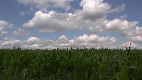 Time lapse footage of white clouds over cultivated corn field 스톡 동영상 135153961