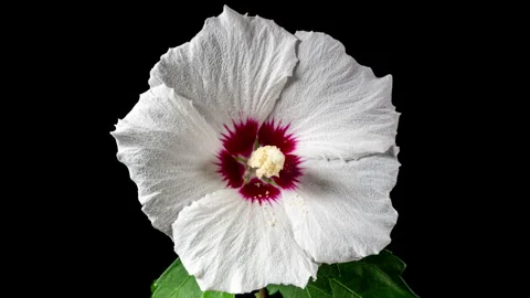 Time Lapse Footage of White Syrian Hibiscus Syriacus Flower Growing Blossom.. Stock Footage 344328628