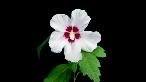 Time Lapse Footage of White Syrian Hibiscus Syriacus Flower Growing Blossom from Stock Footage 345232252