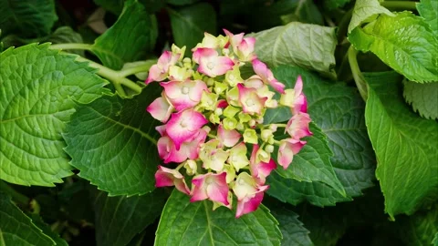 Time lapse footage of withered Hydrangea flower turning to fresh Stock Footage 134745261