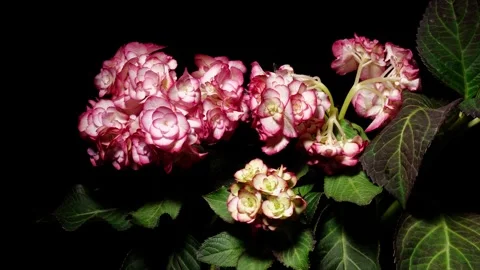 Time lapse footage of withered Hydrangea flower turning to fresh Stock Footage 275641799