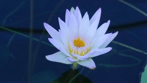 Time lapse footage.Opening beautiful water lily flower in the lake . Pink lily Stock Footage