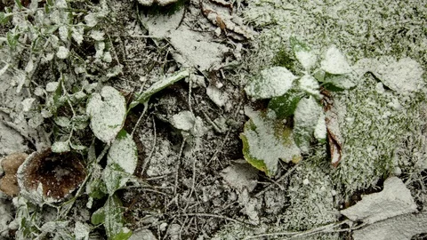 Time lapse - forest floor – it starts to snow – top shot Stock Footage 94773253
