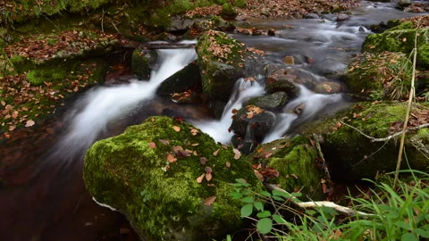 Time lapse of forest flow river 스톡 동영상 131718985