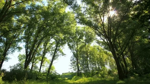 Time Lapse forest Stock Footage 8437730