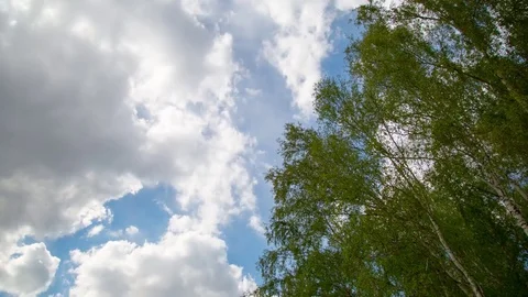 Time lapse in the forest Stock Footage 75810448