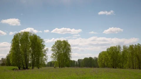 Time lapse in the forest Stock Footage 75810459