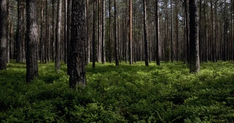 Time lapse of forest Stock Footage 101741539