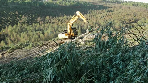 Time lapse of a Forest harvester machine working Vidéo 149146033