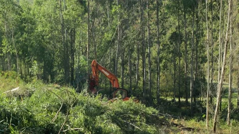 Time lapse of a Forest harvester machine working Vidéo 149146226