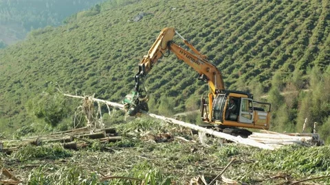 Time lapse of a Forest harvester machine working Vidéo 149173621