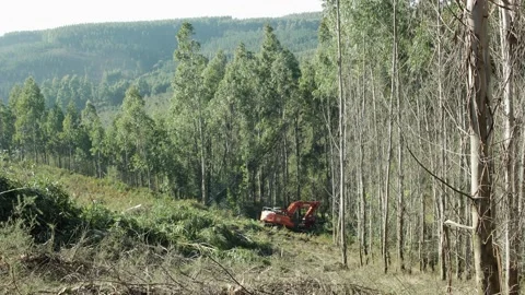 Time lapse of a Forest harvester machine working Video stock 149173688