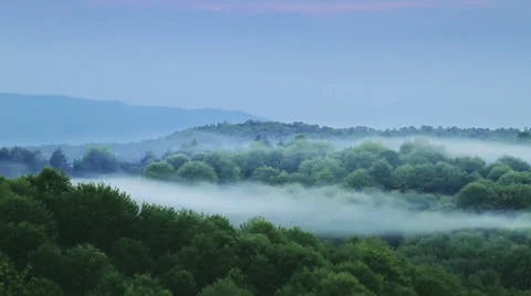 Time lapse of forest moisture Stock Footage