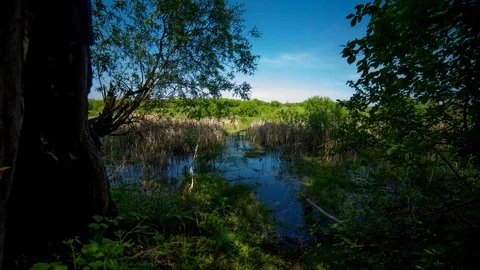 Time lapse in the forest near the river Stock Footage 78628156
