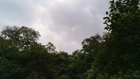Time Lapse in a Forest in Sao Paulo, Brazil, showing clouds and trees Stock Footage 139780790
