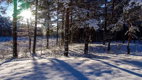 Time lapse forest in snow. Stock Footage 71469820